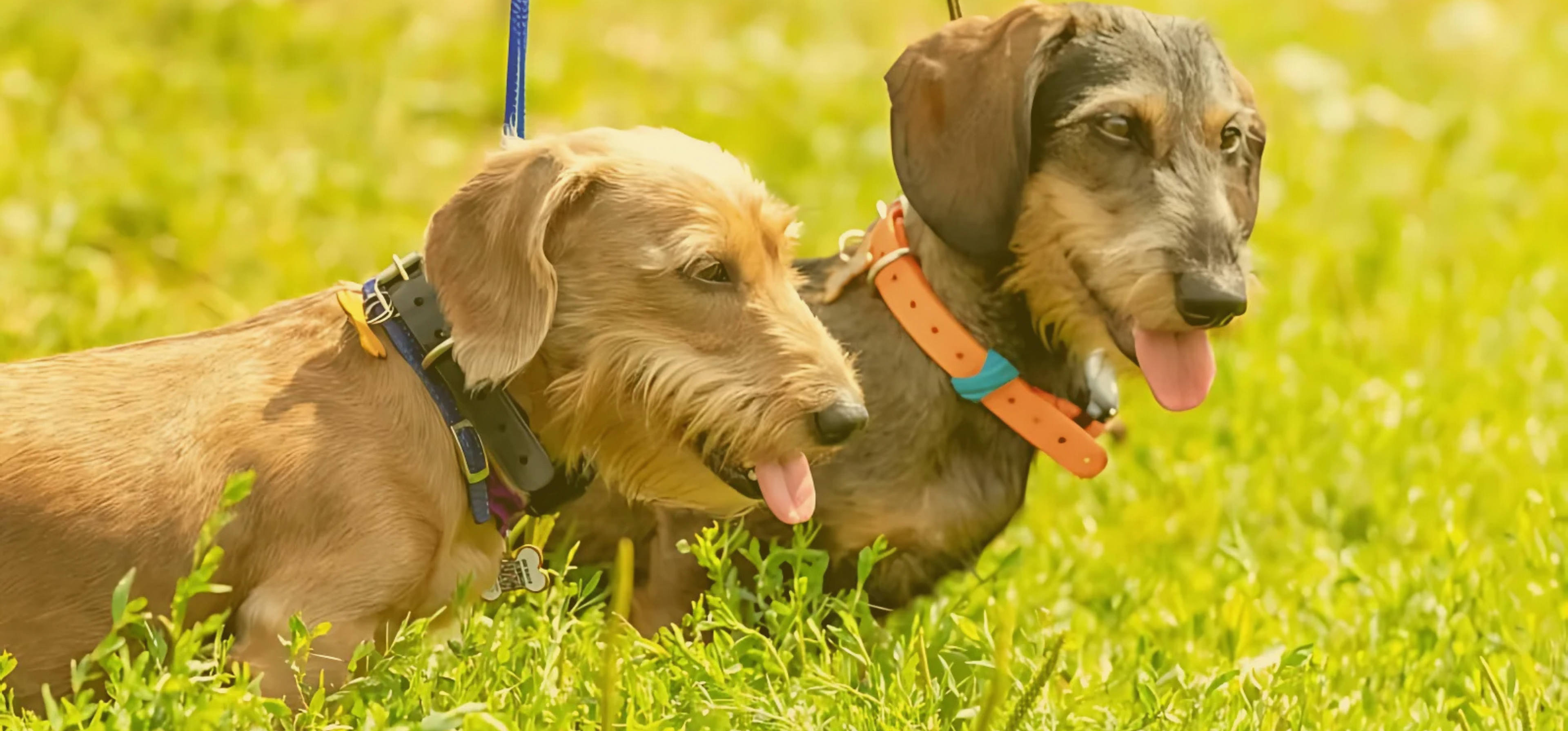 Dachshund Collars