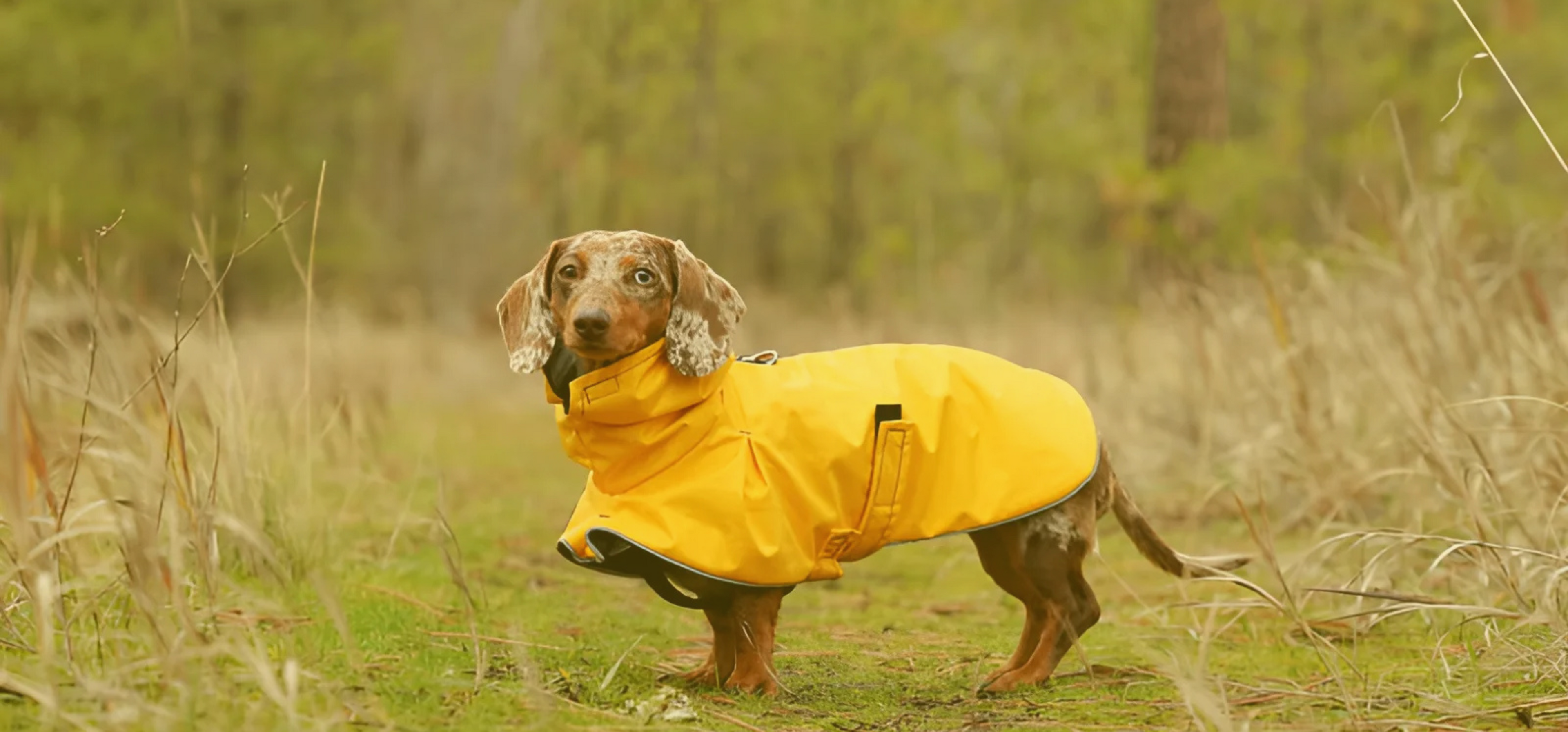 Dachshund Coats & Jackets