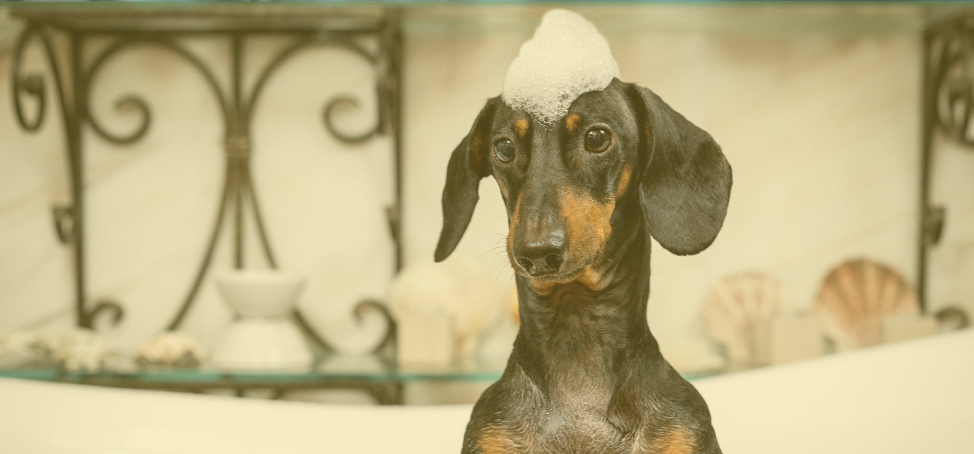 Dachshund Cleaning