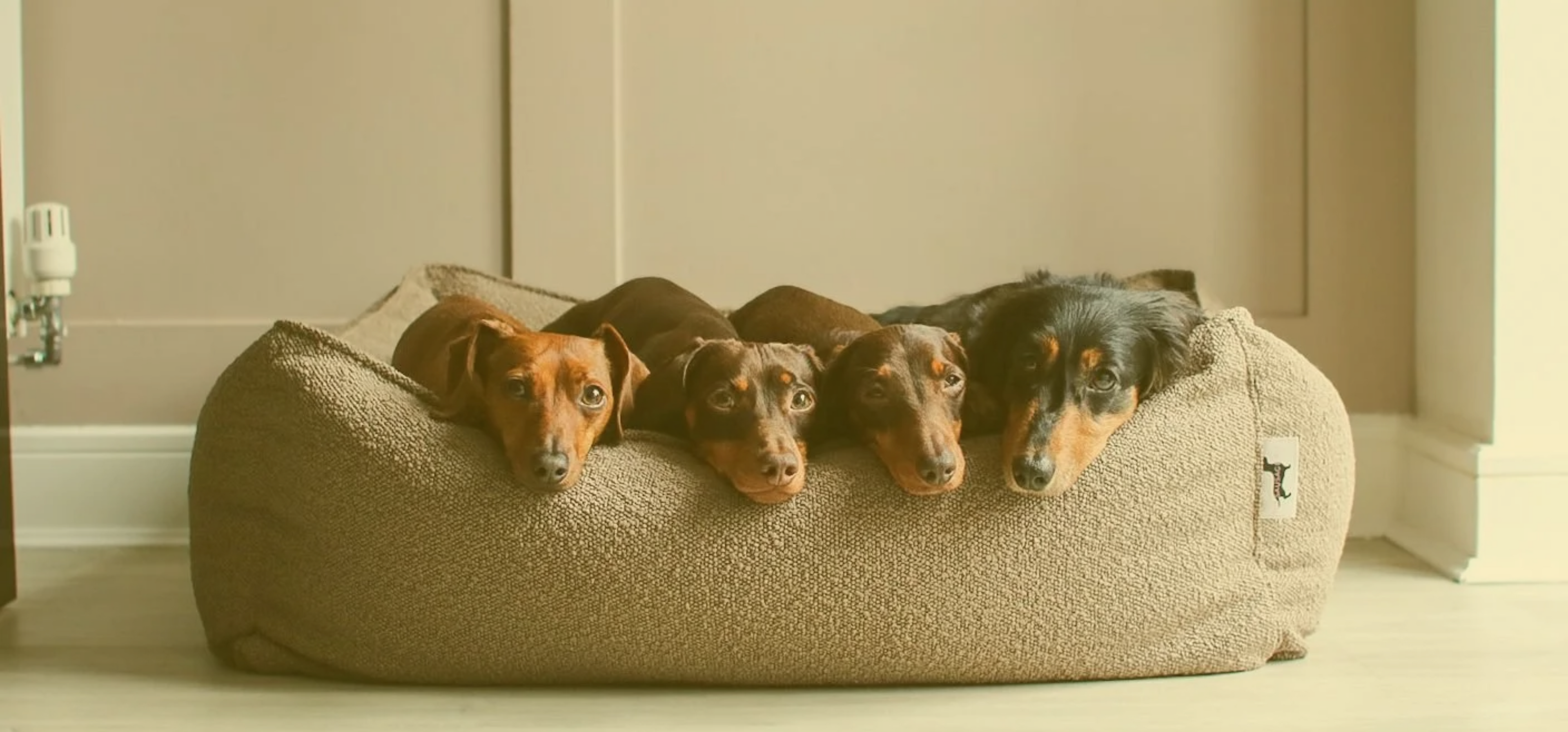 Dachshund Beds
