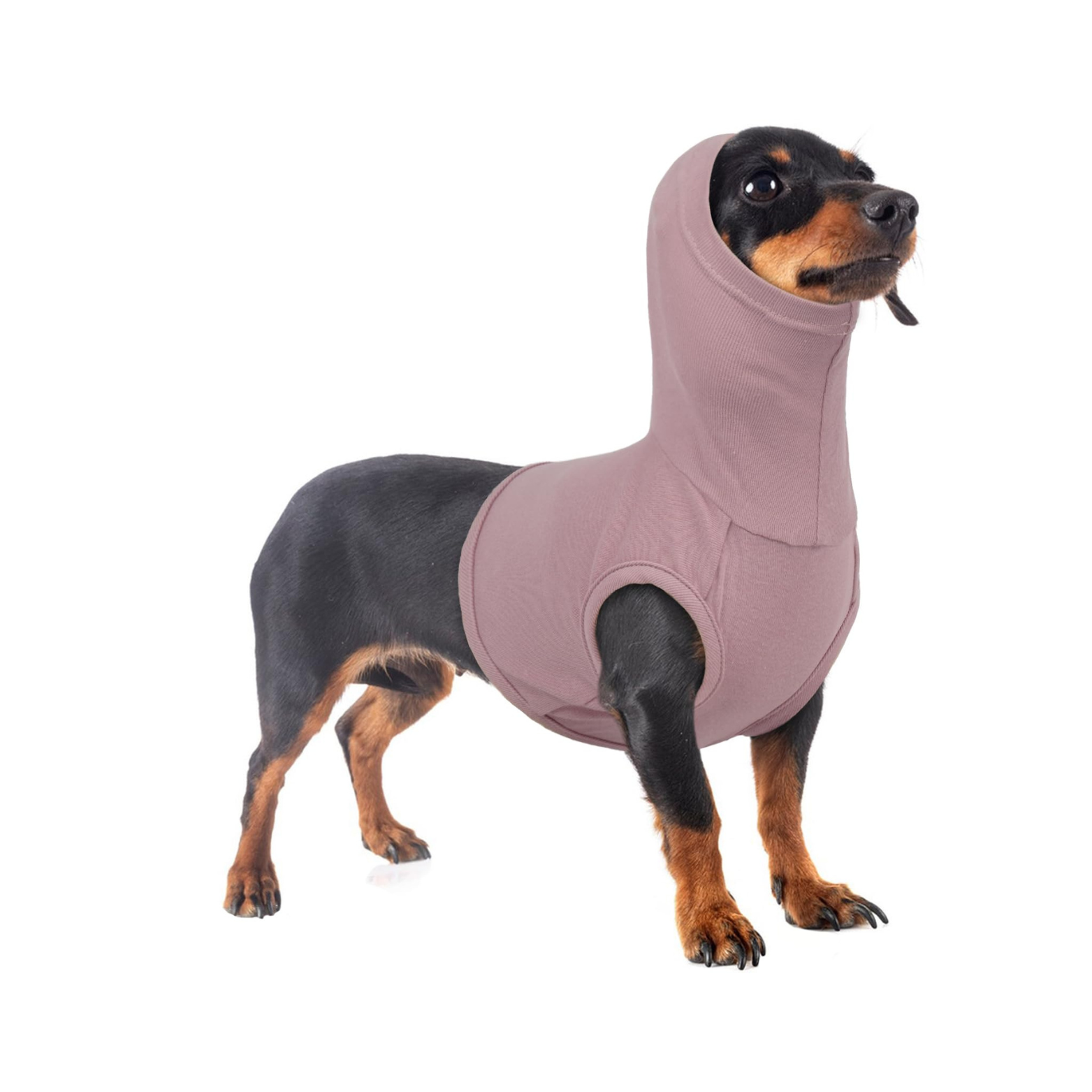 Black and brown dachshund in a purple snood, surgery suit in front of a white background