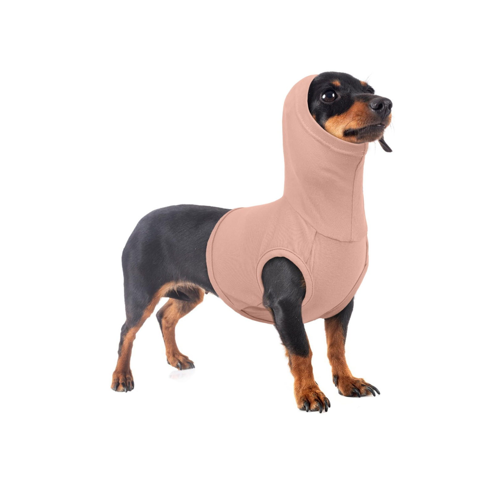 Black and brown dachshund in a flesh pink snood, surgery suit in front of a white background