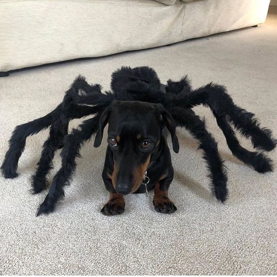 Spider Dachshund Costume