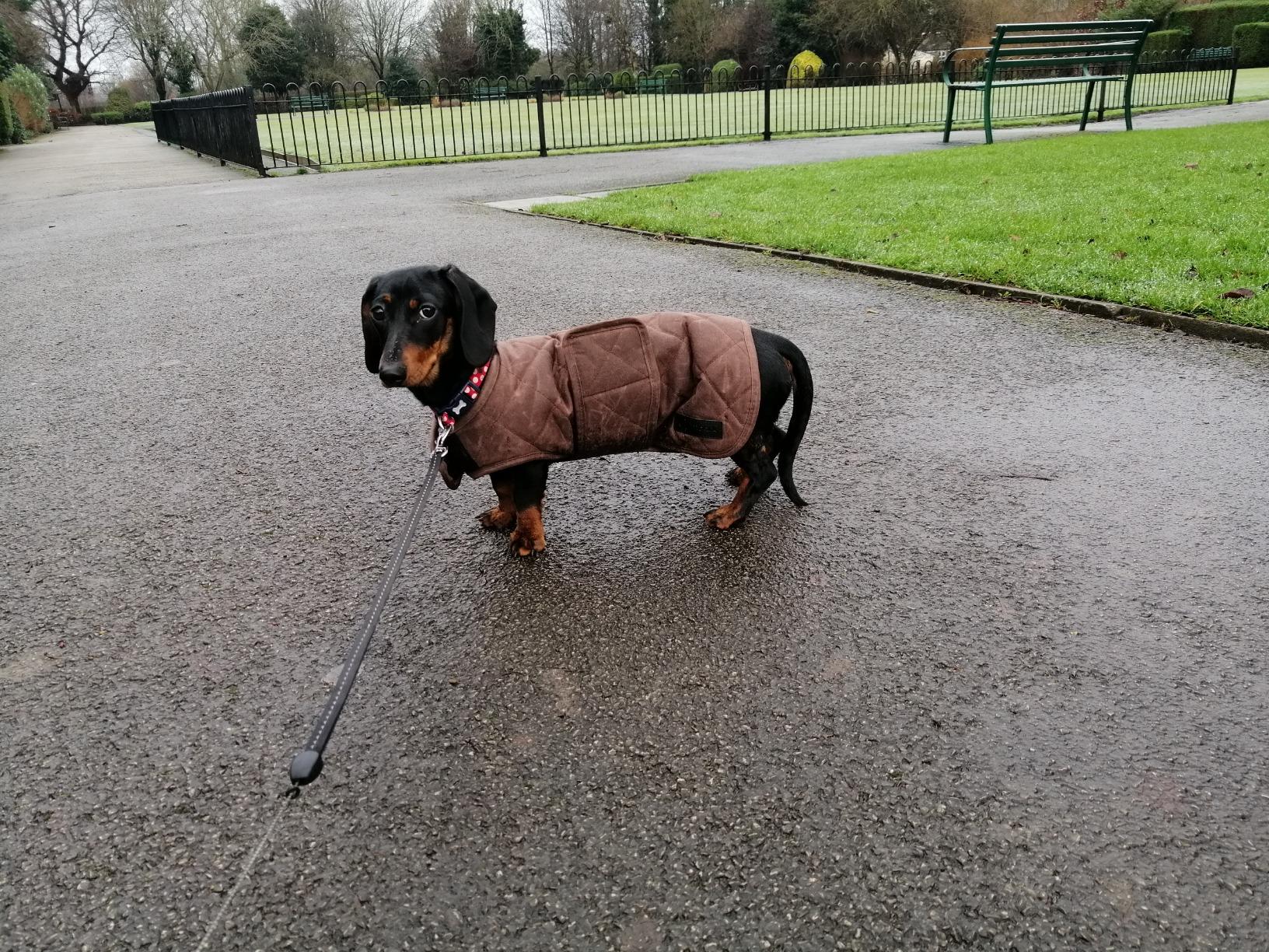 Barbour-Style Dachshund Dog Warm Premium Winter Jacket