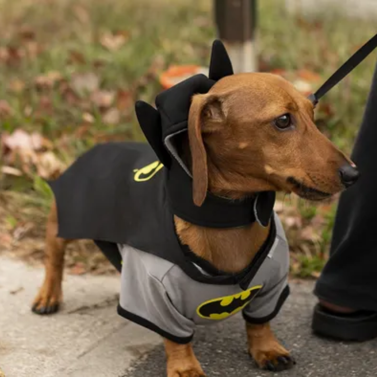 Batman Dachshund Dog Costume