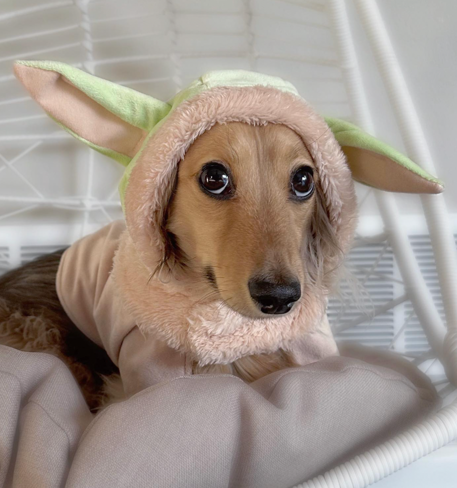 Baby Yoda Grogu Dachshund Costume