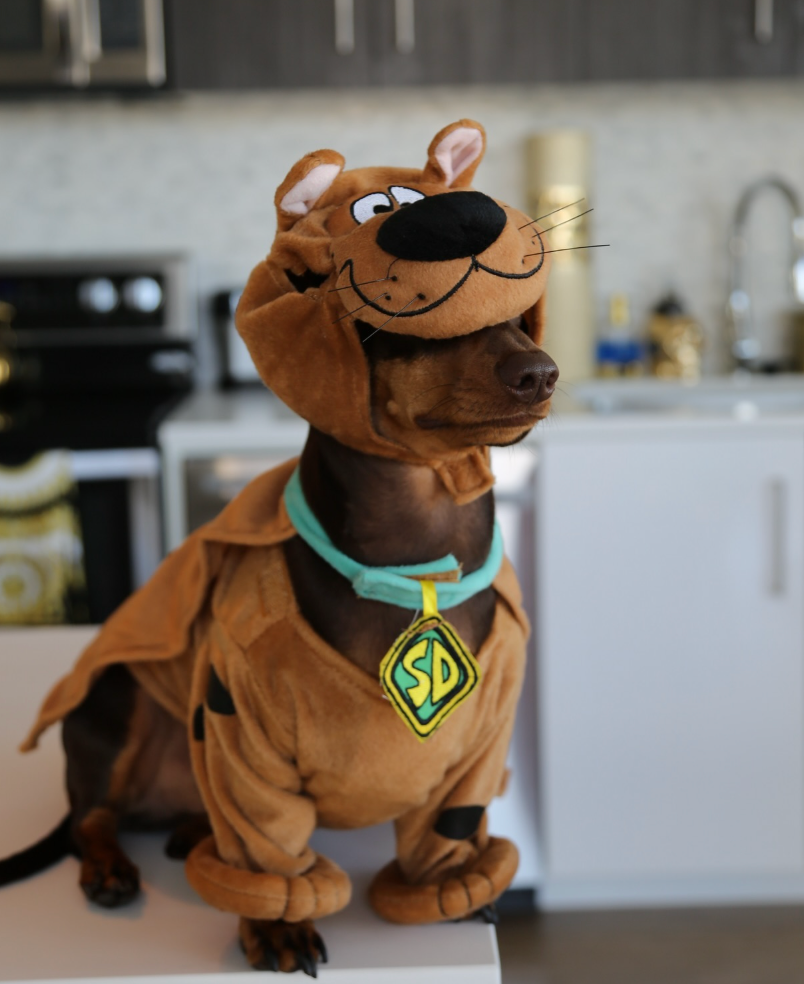 Scooby Doo Dachshund Costume