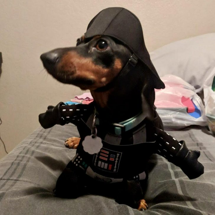 Darth Vader Dachshund Fancy Dress Star Wars Costume